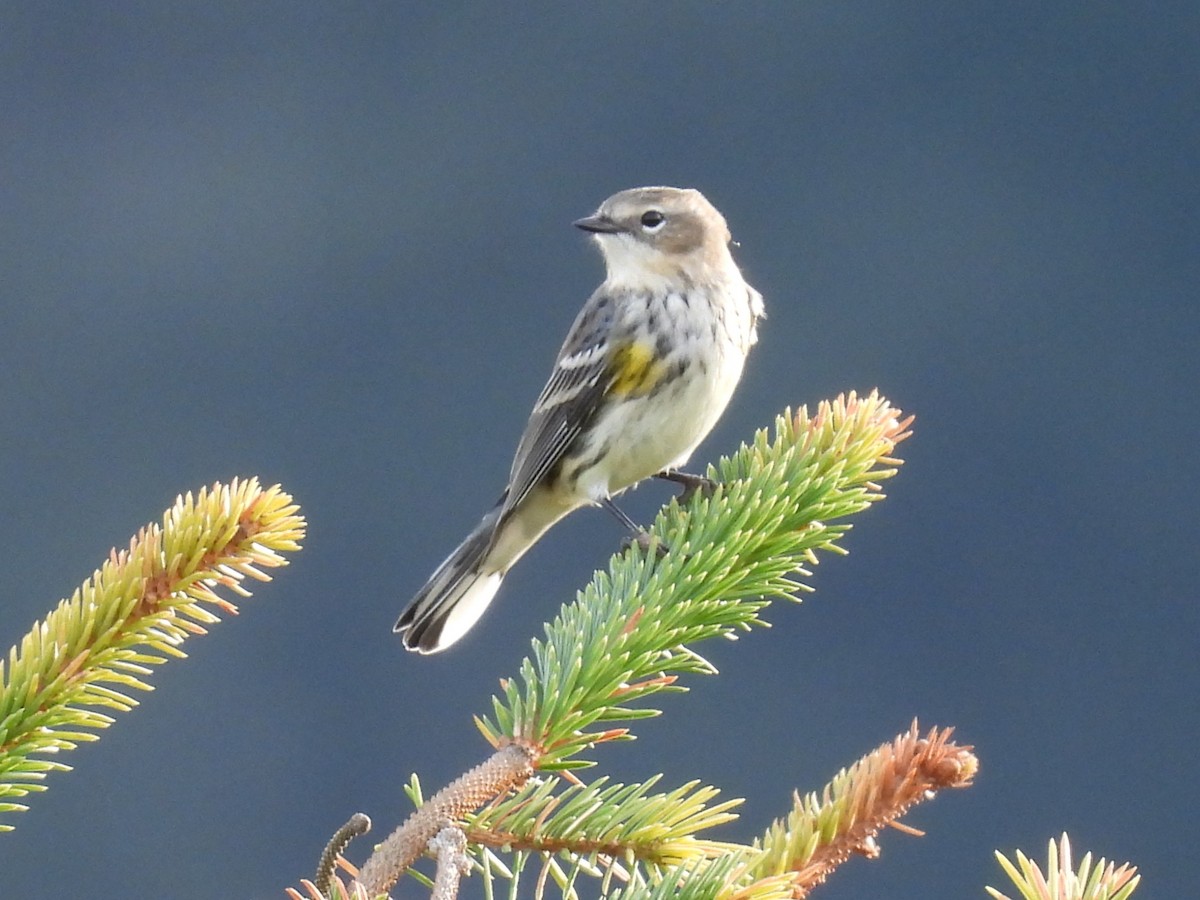 Yellow-rumped Warbler - ML612332045