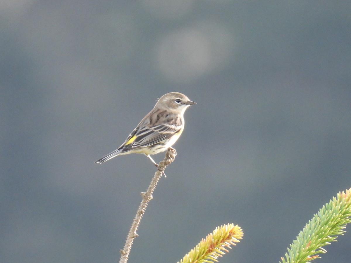 Yellow-rumped Warbler - ML612332046