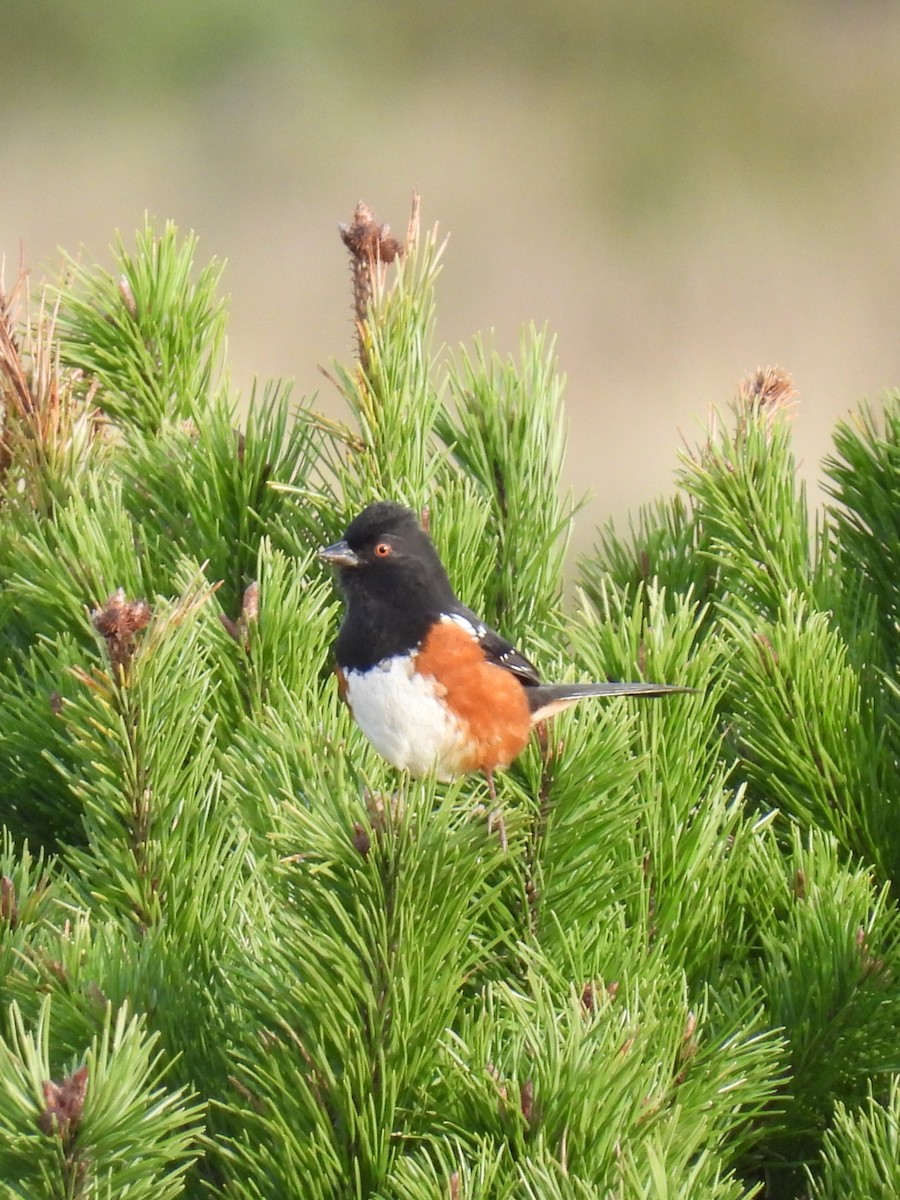 Spotted Towhee - ML612332164