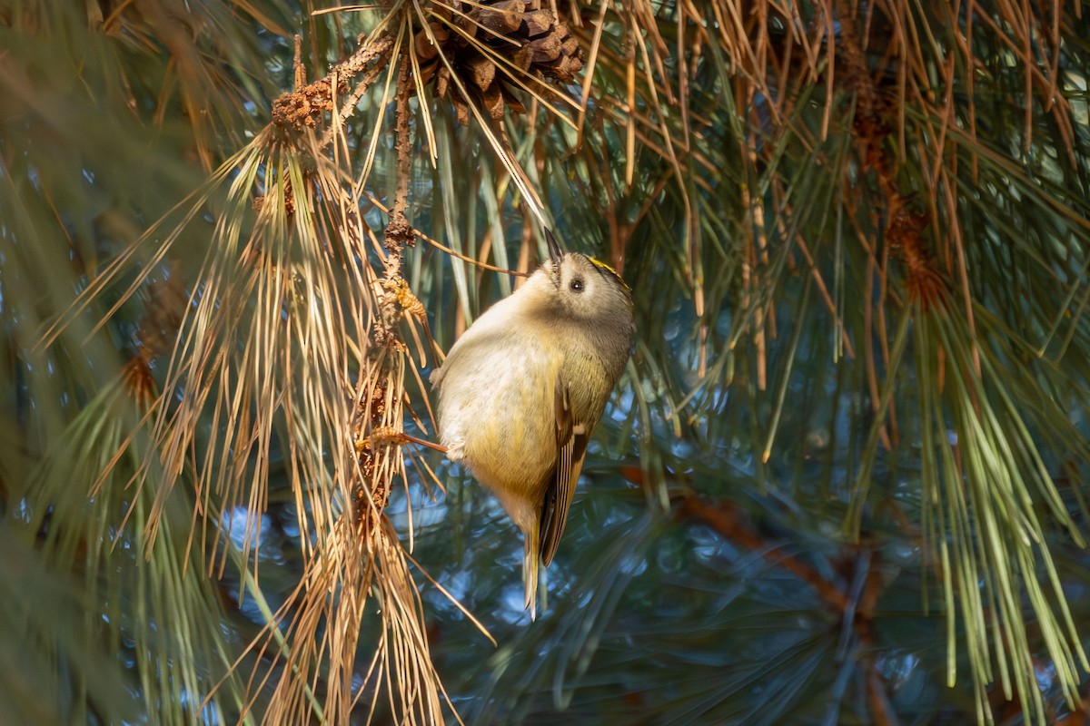 Goldcrest - ML612332216