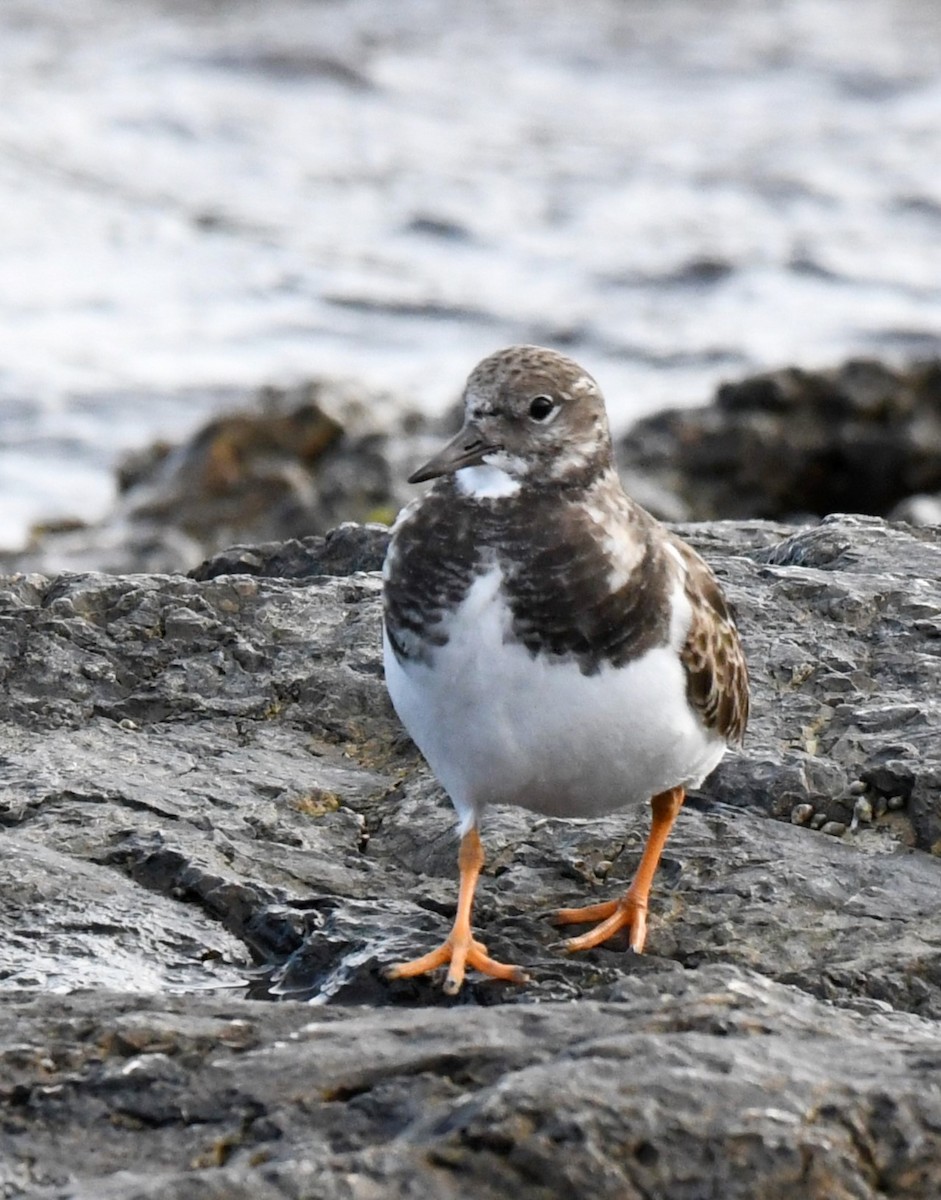 Ruddy Turnstone - ML612332233