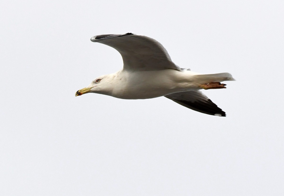 Gaviota Patiamarilla - ML612332249