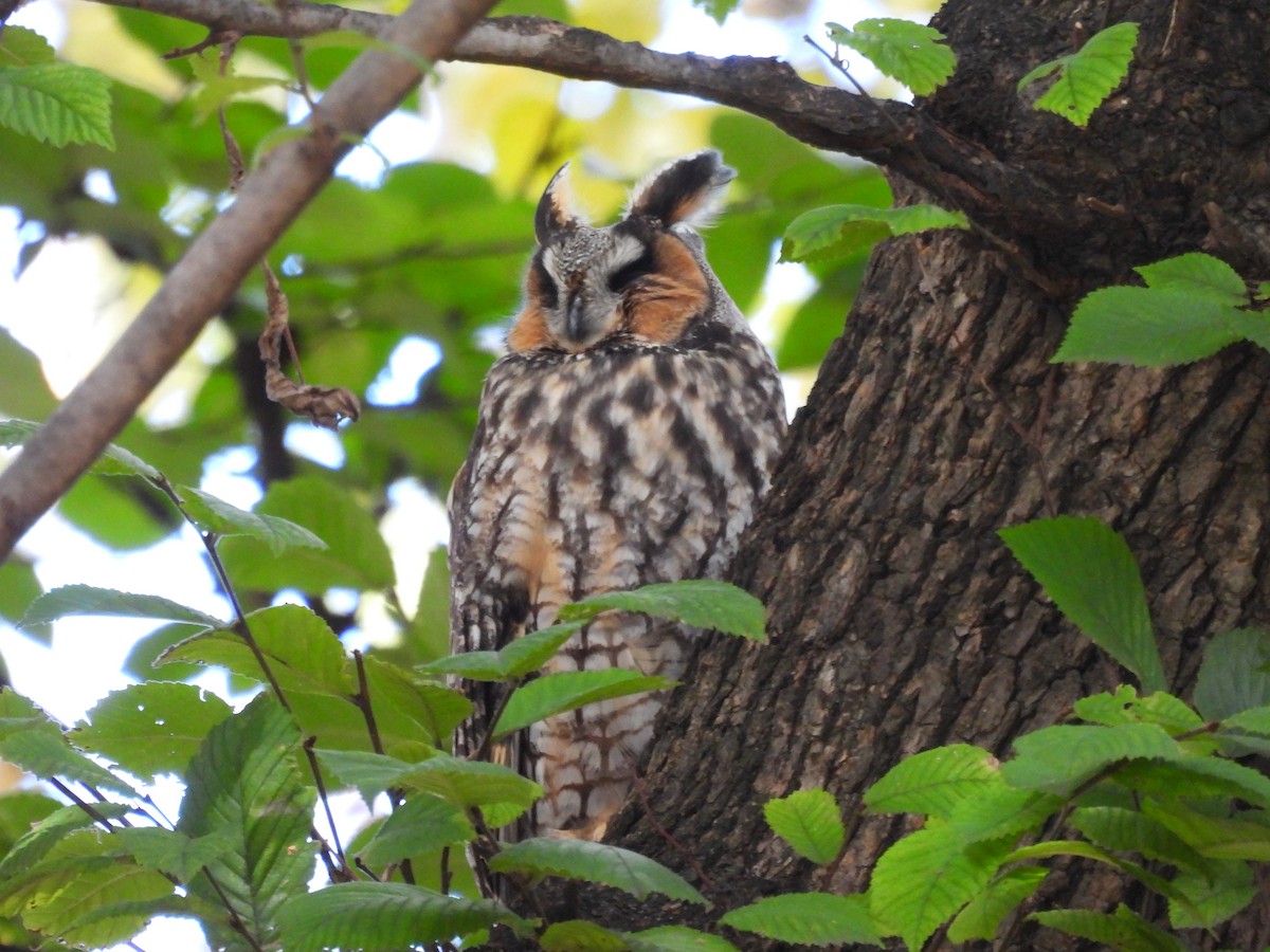 Long-eared Owl - Emily Clark