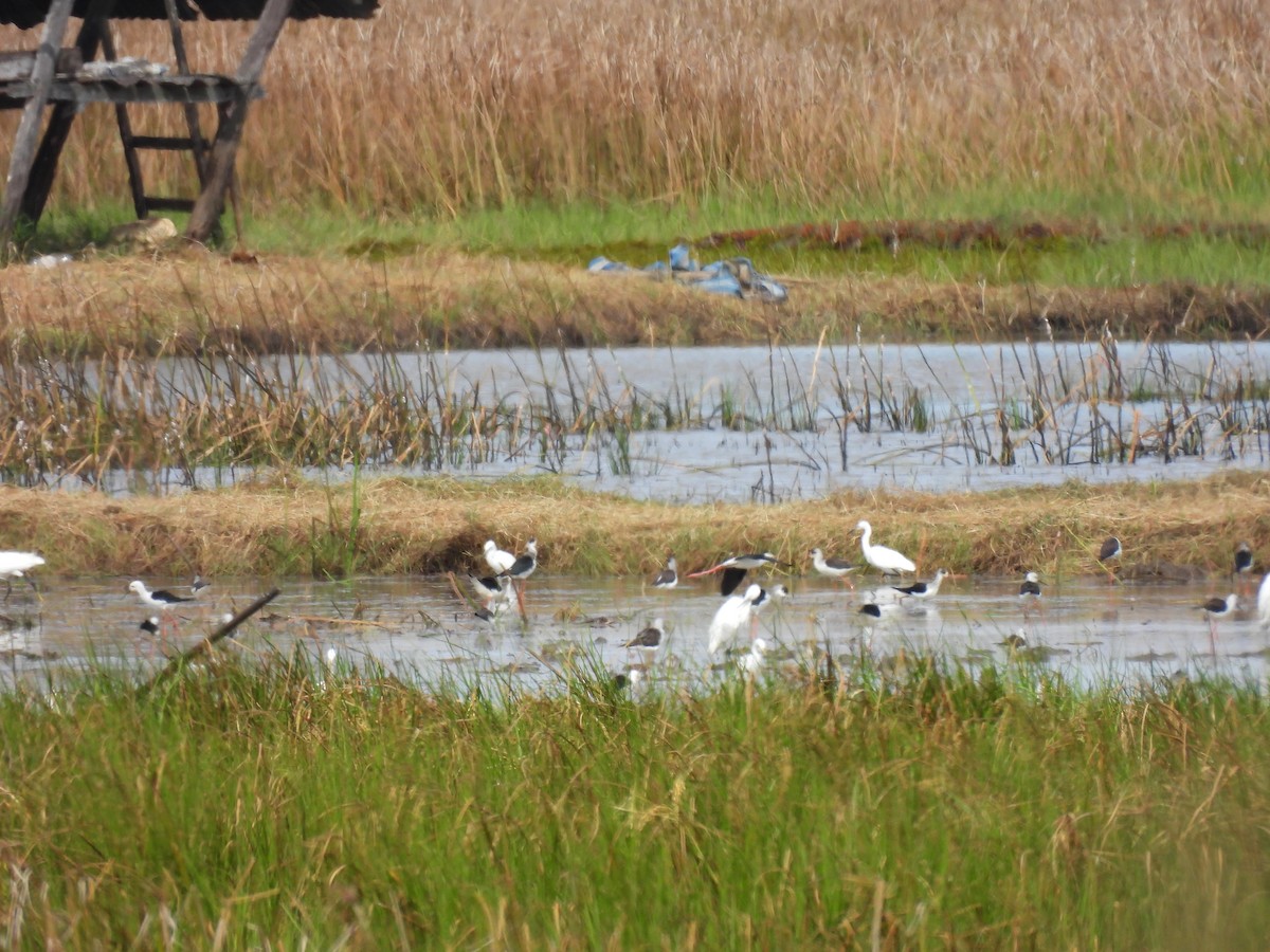 Black-winged Stilt - ML612332291