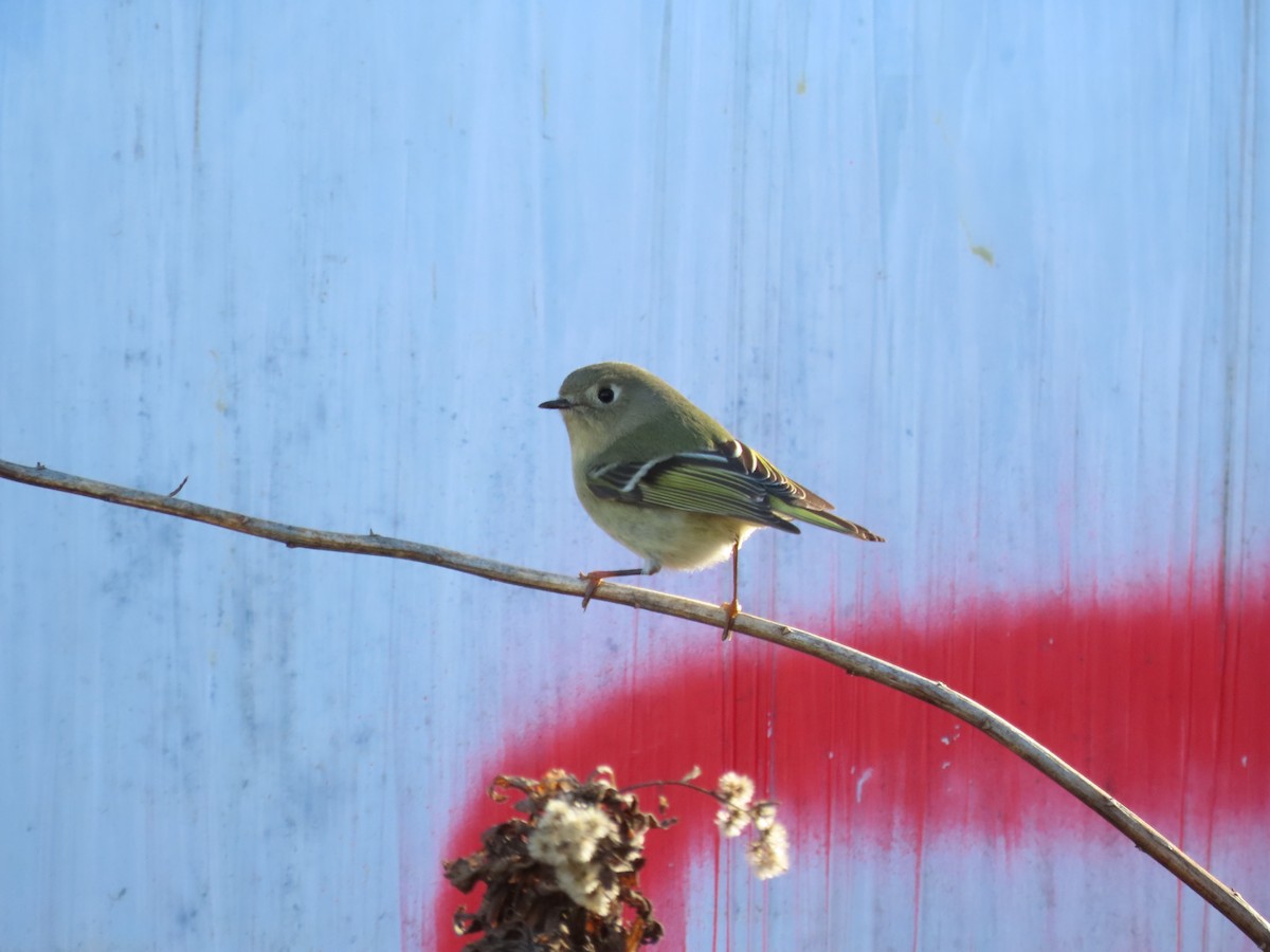 Ruby-crowned Kinglet - ML612332298