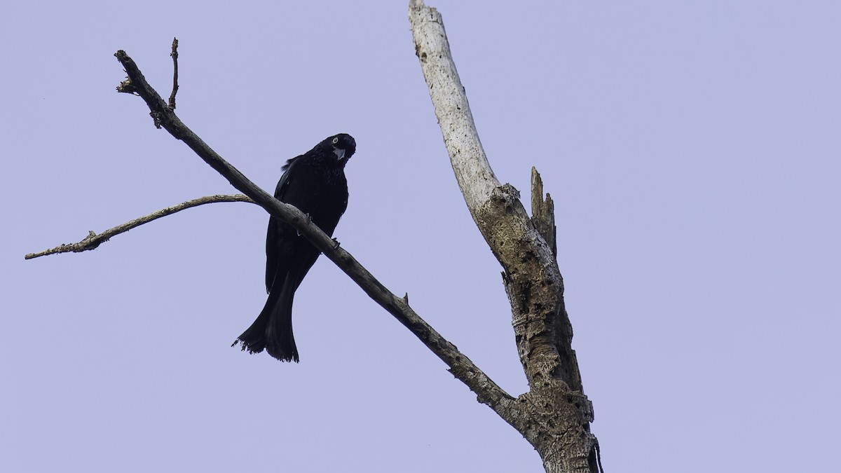 Drongo Crestudo (leucops/banggaiensis) - ML612332321