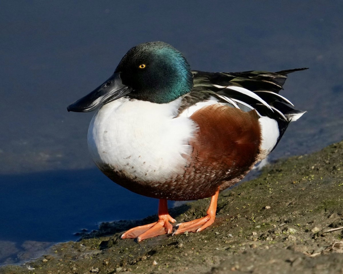 Northern Shoveler - ML612332347