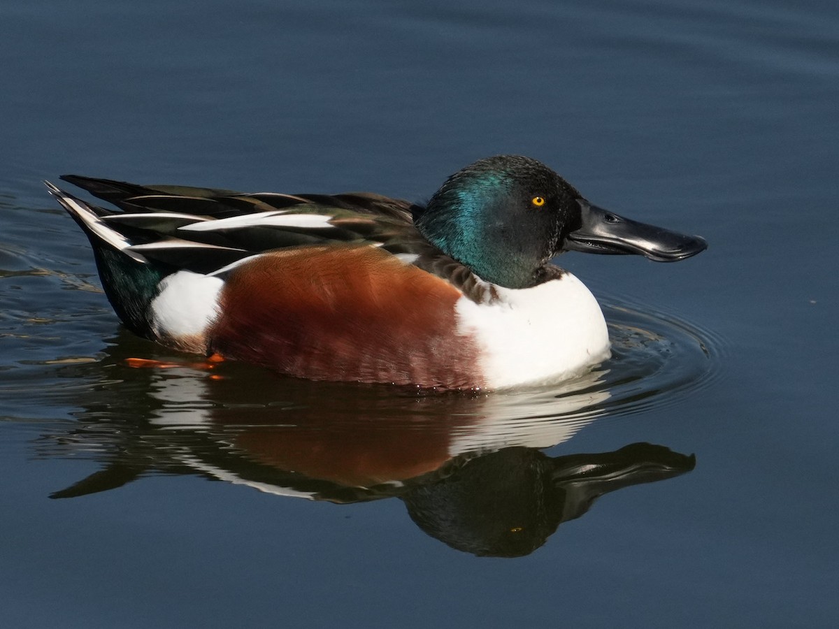 Northern Shoveler - Don Hoechlin