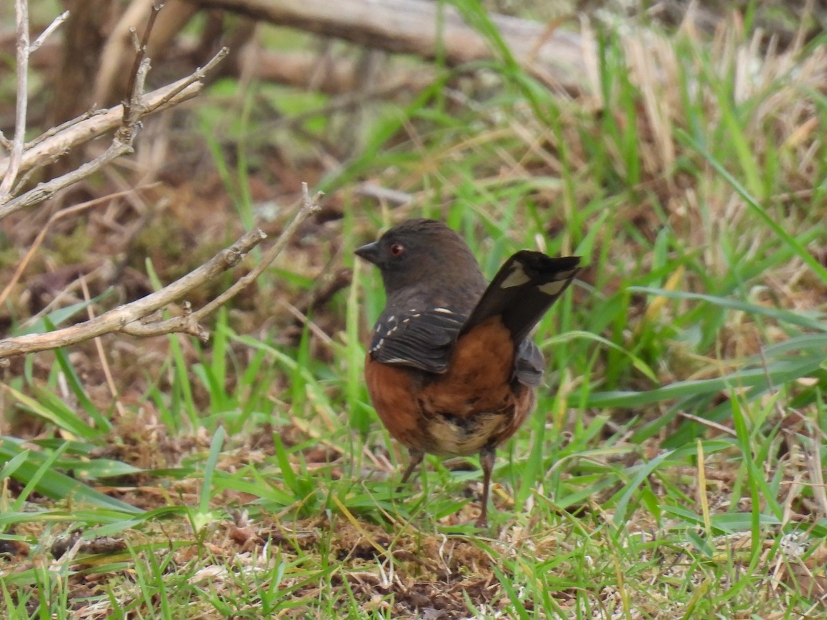 Spotted Towhee - ML612332374