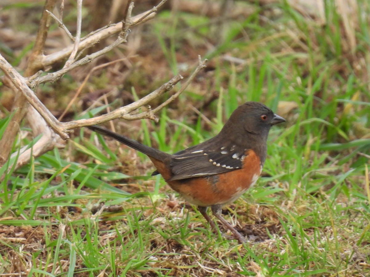 Spotted Towhee - ML612332375