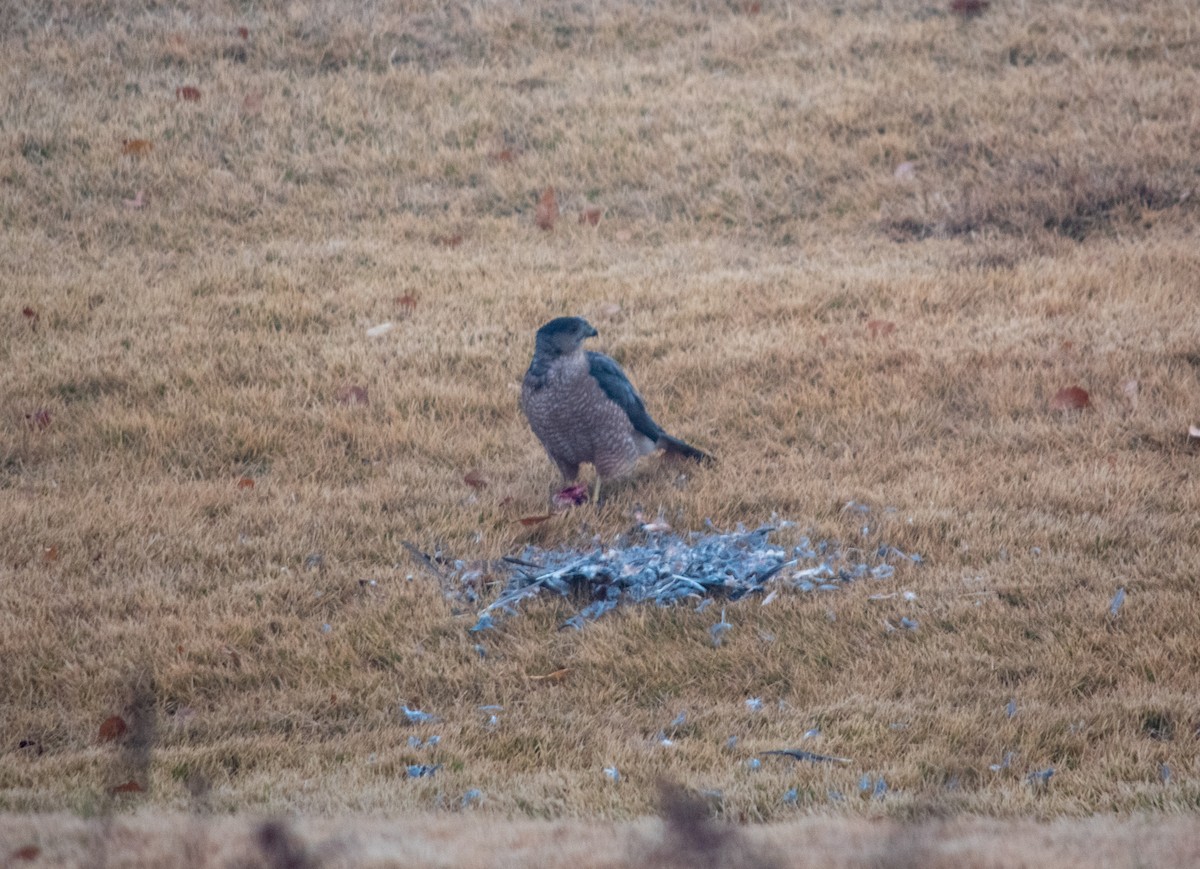 jestřáb americký - ML612332379