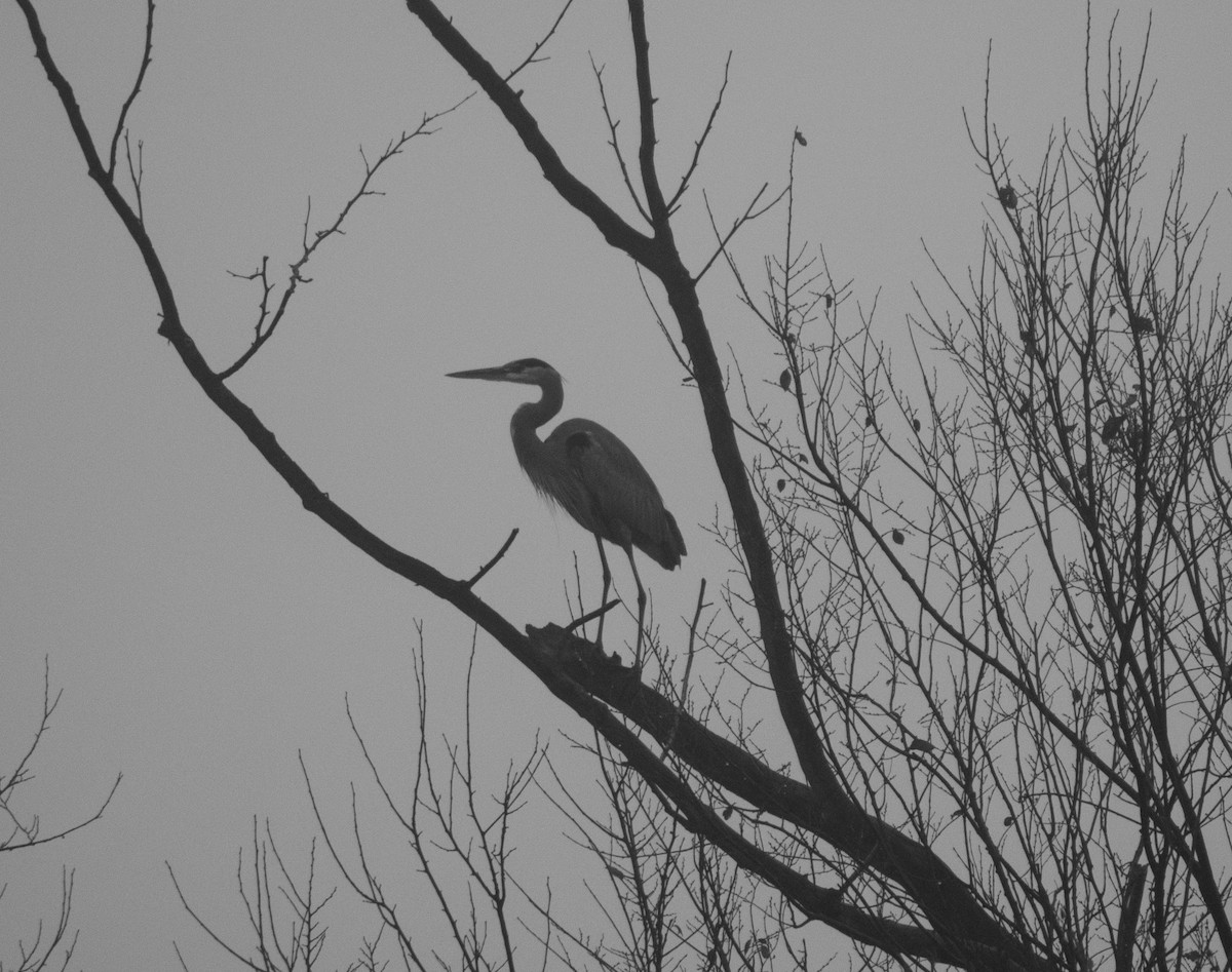 Great Blue Heron - ML612332388