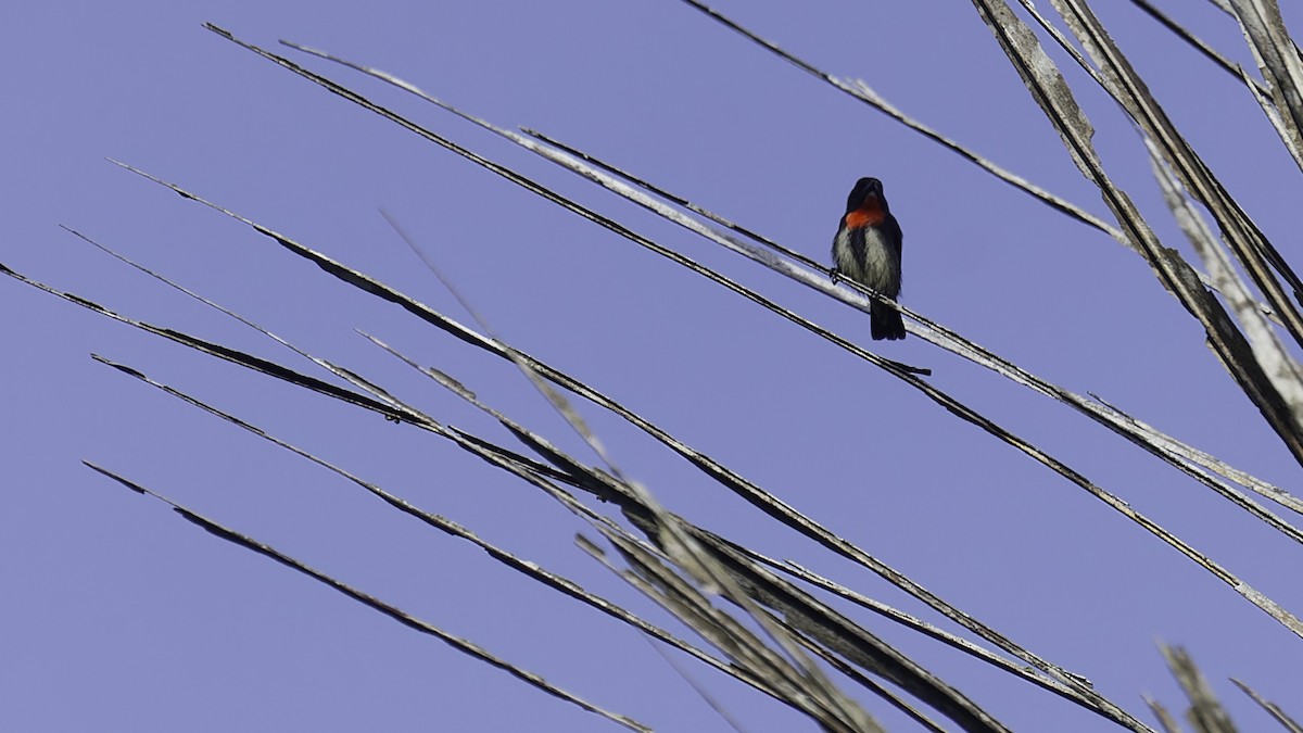 Gray-sided Flowerpecker - Robert Tizard