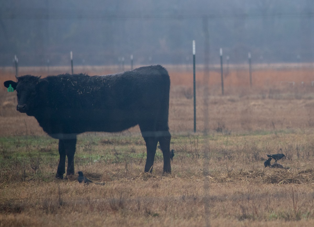 vlhovec velkoocasý - ML612332417