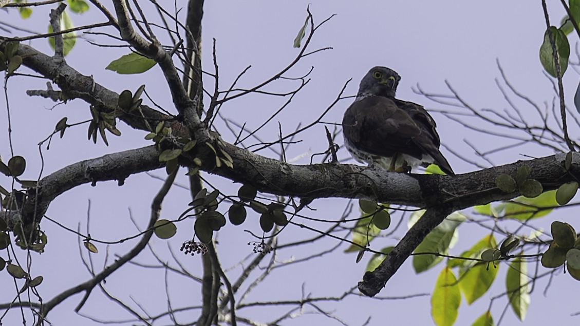 Sulawesi Goshawk - ML612332442