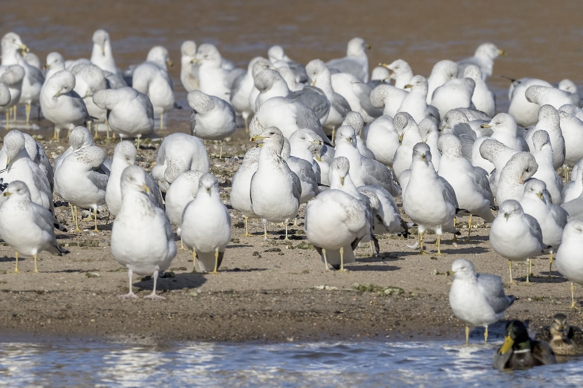 Gaviota Californiana - ML612332444