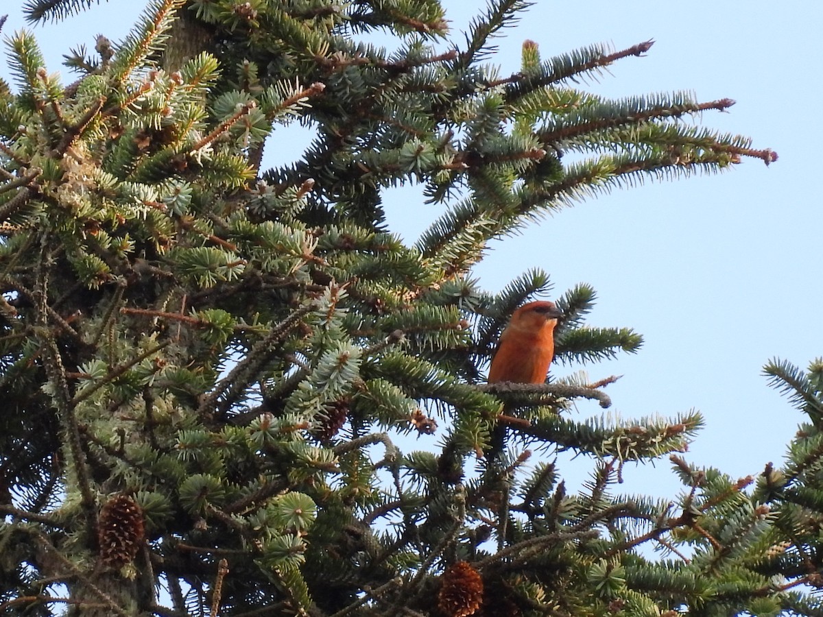 Bec-croisé des sapins - ML612332459