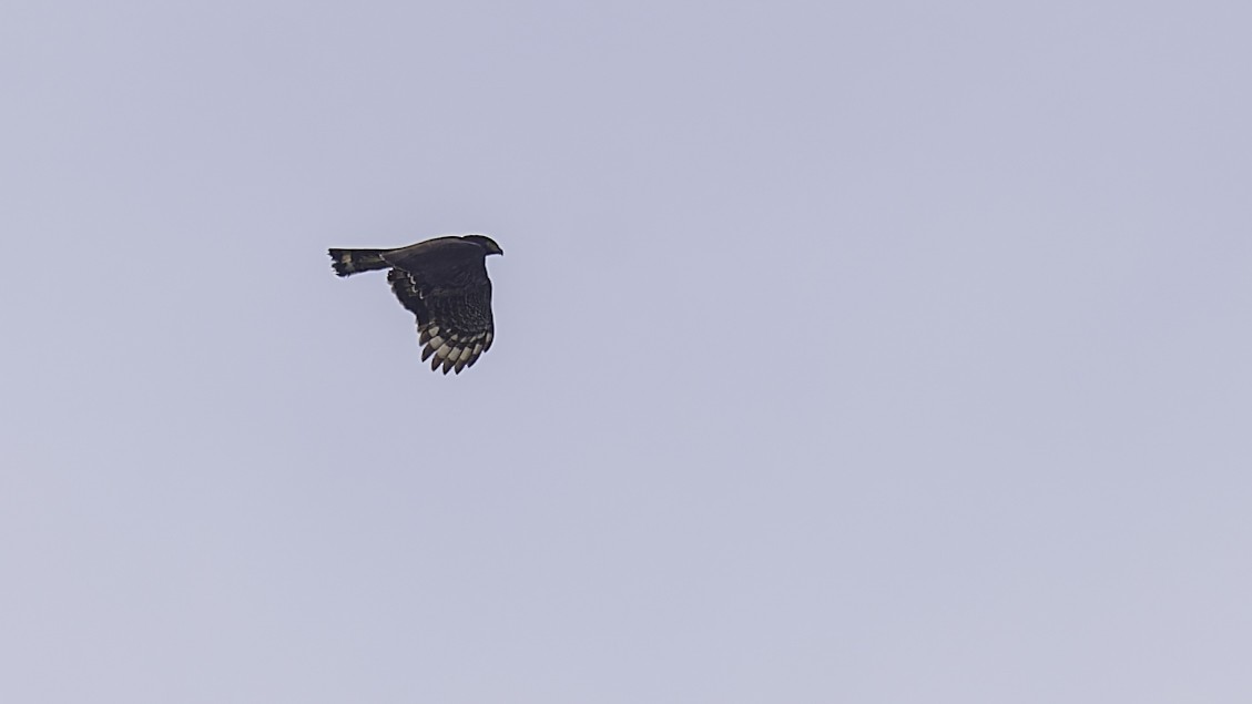 Sulawesi Serpent-Eagle - ML612332471