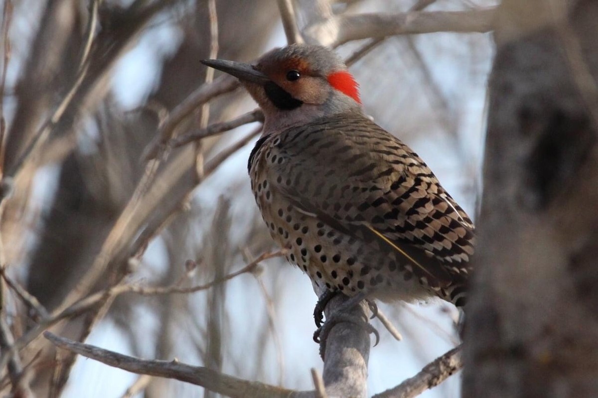 Northern Flicker - ML612332478