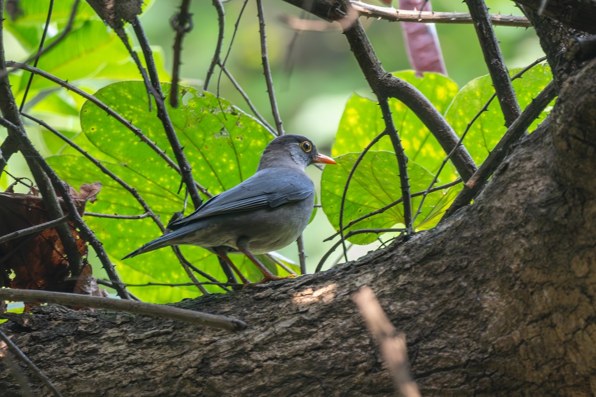 Indian Blackbird - ML612332492