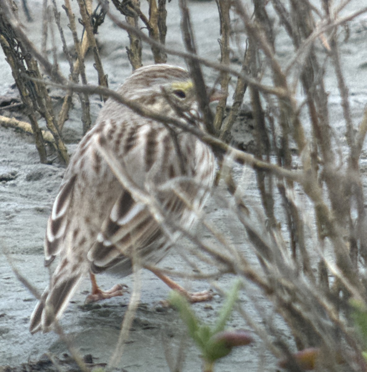 Savannah Sparrow (Ipswich) - ML612332498