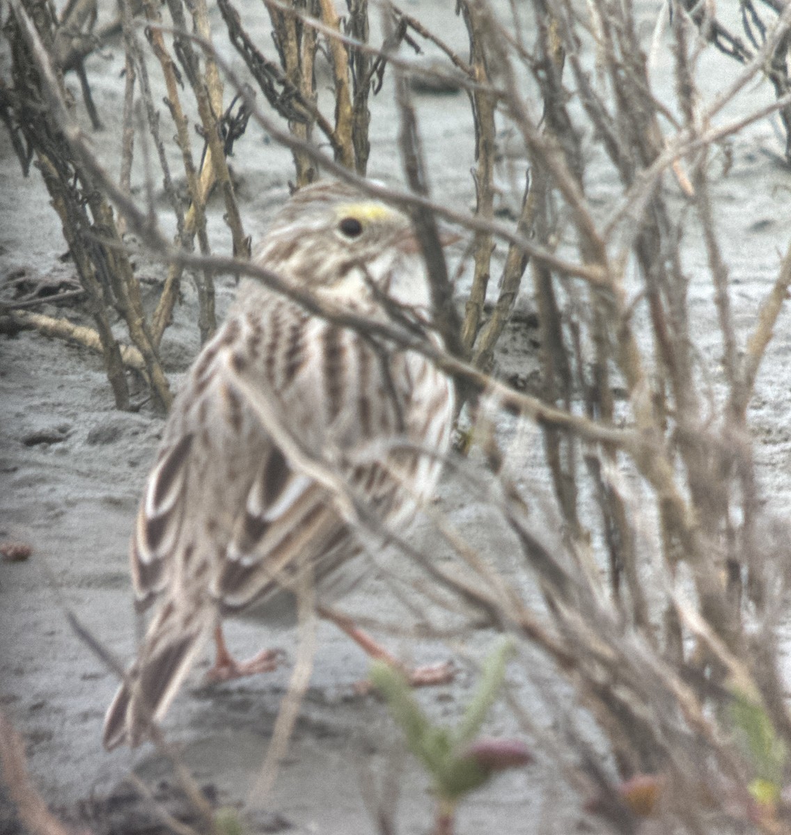 Savannah Sparrow (Ipswich) - ML612332500