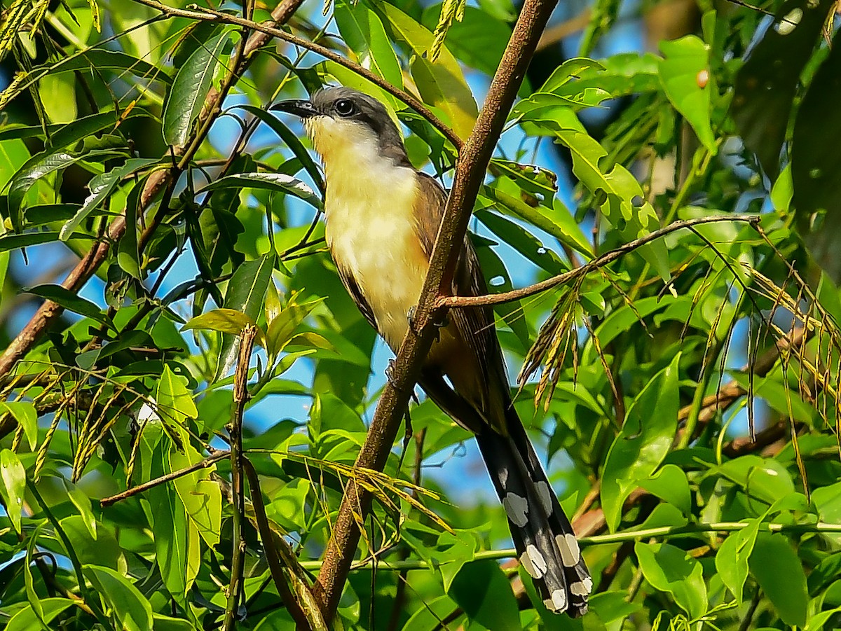 Dark-billed Cuckoo - ML612332502