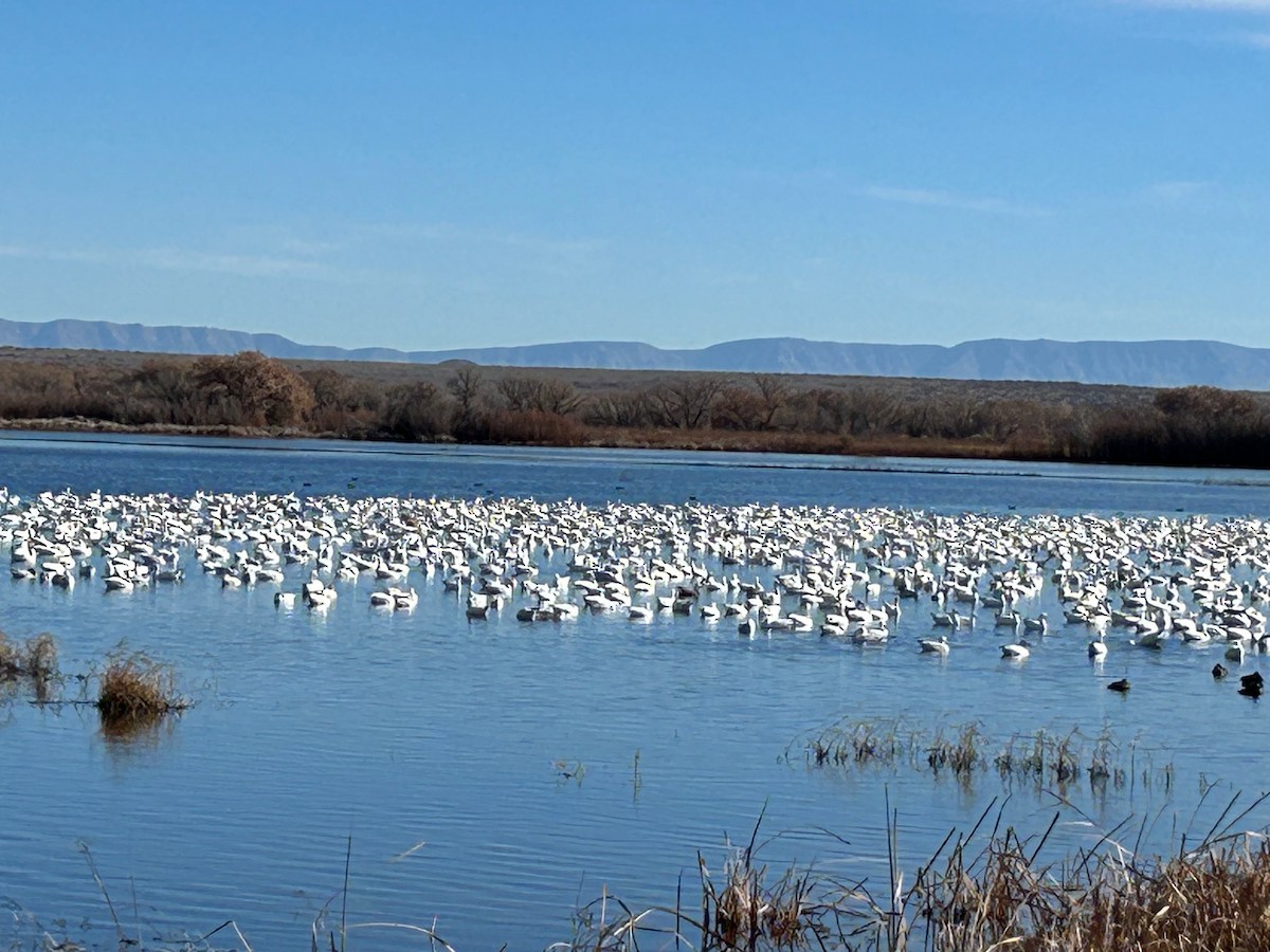 Snow Goose - Patty Phillips