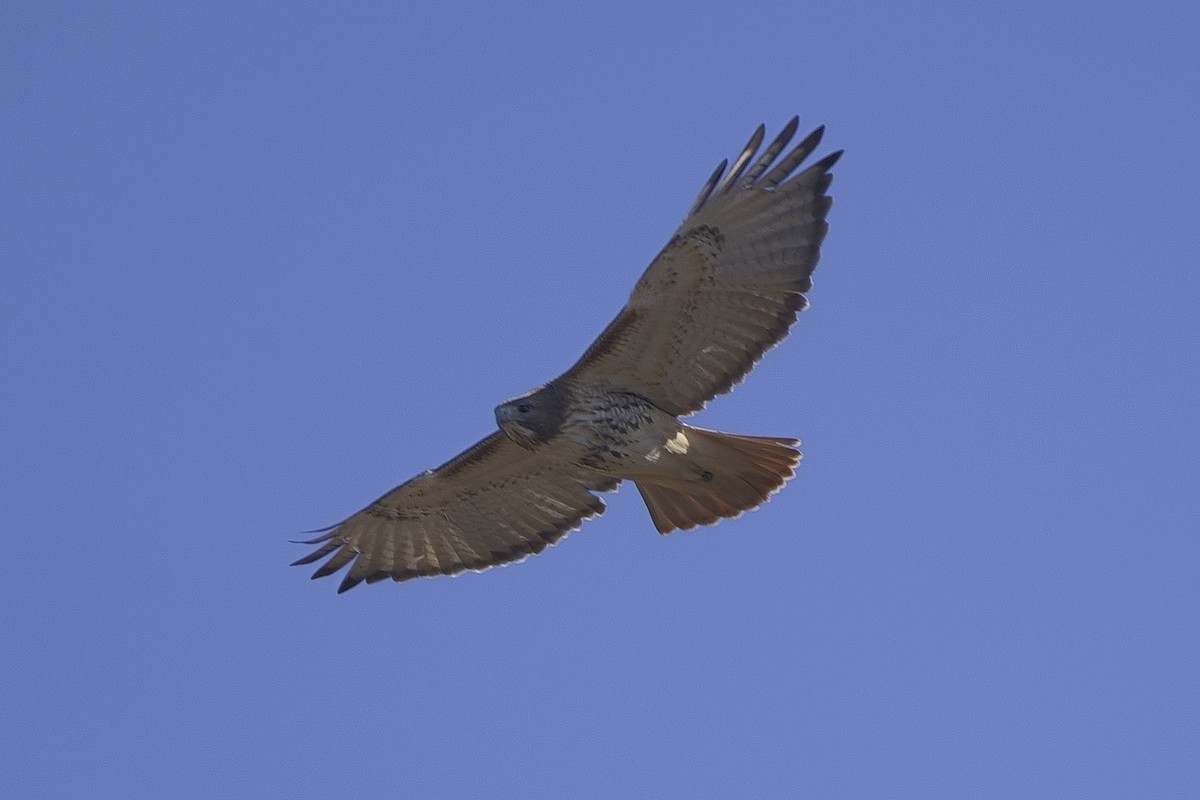 Red-tailed Hawk - Howard Haysom