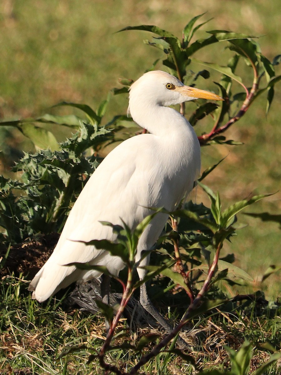 Western Cattle Egret - ML612332551