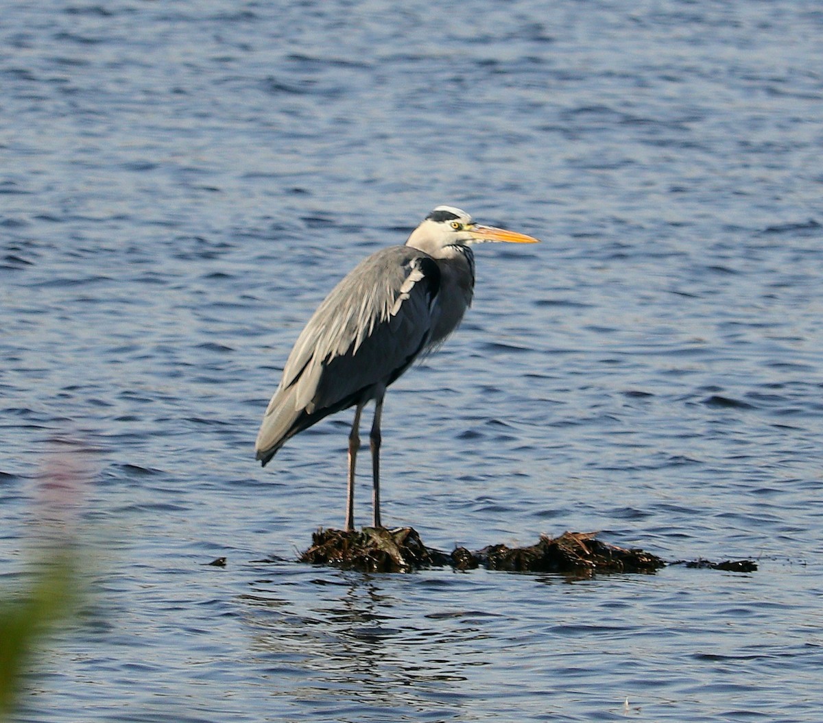 Gray Heron - ML612332577