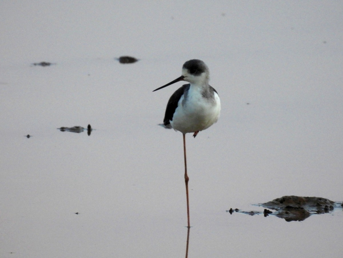 Black-winged Stilt - John Sandve