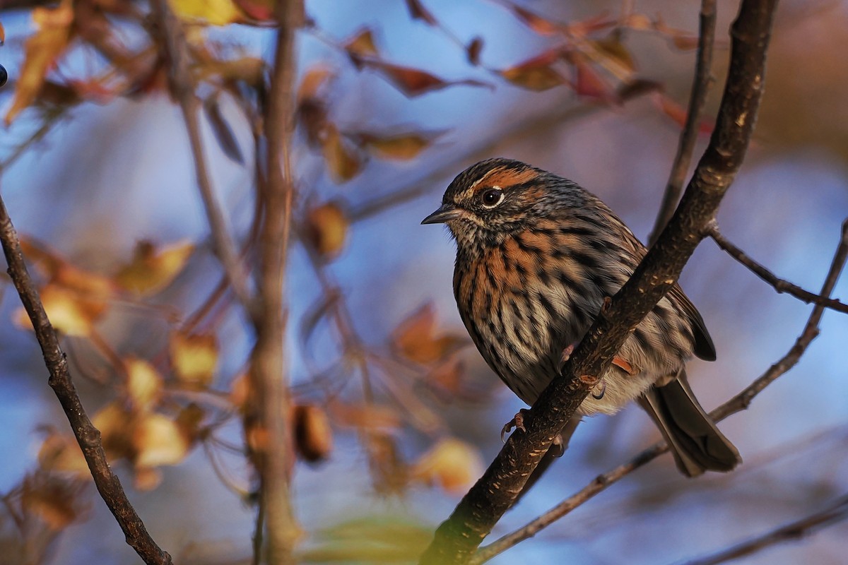 Rufous-breasted Accentor - ML612332605