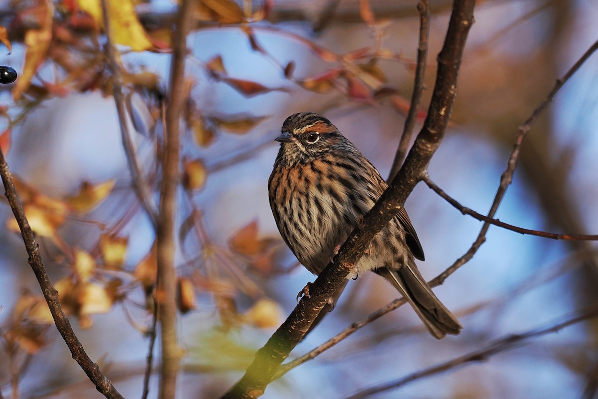 Rufous-breasted Accentor - ML612332606