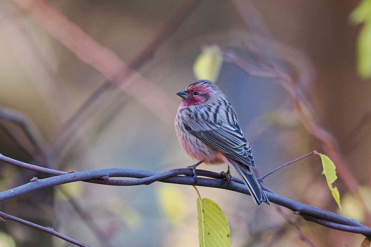 Himalayan Beautiful Rosefinch - ML612332621