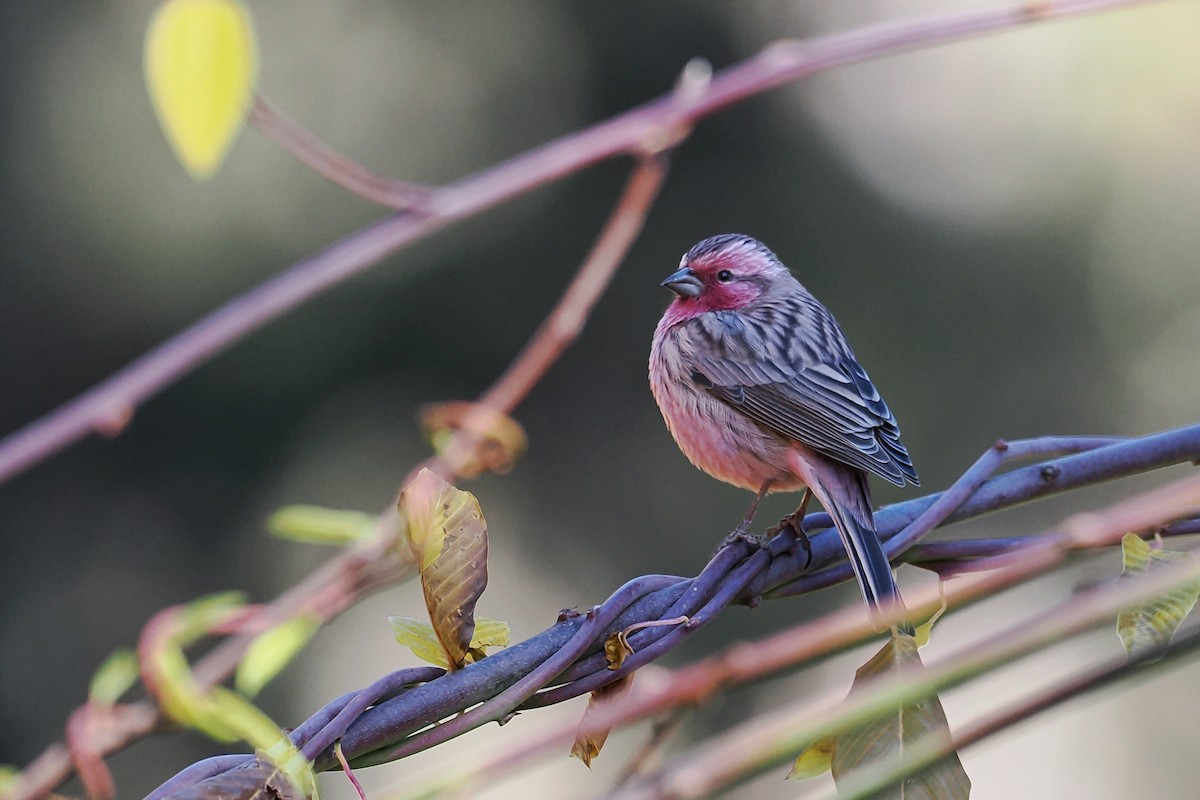 Himalayan Beautiful Rosefinch - ML612332622