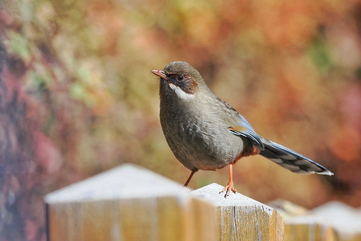 Prince Henry's Laughingthrush - ML612332638