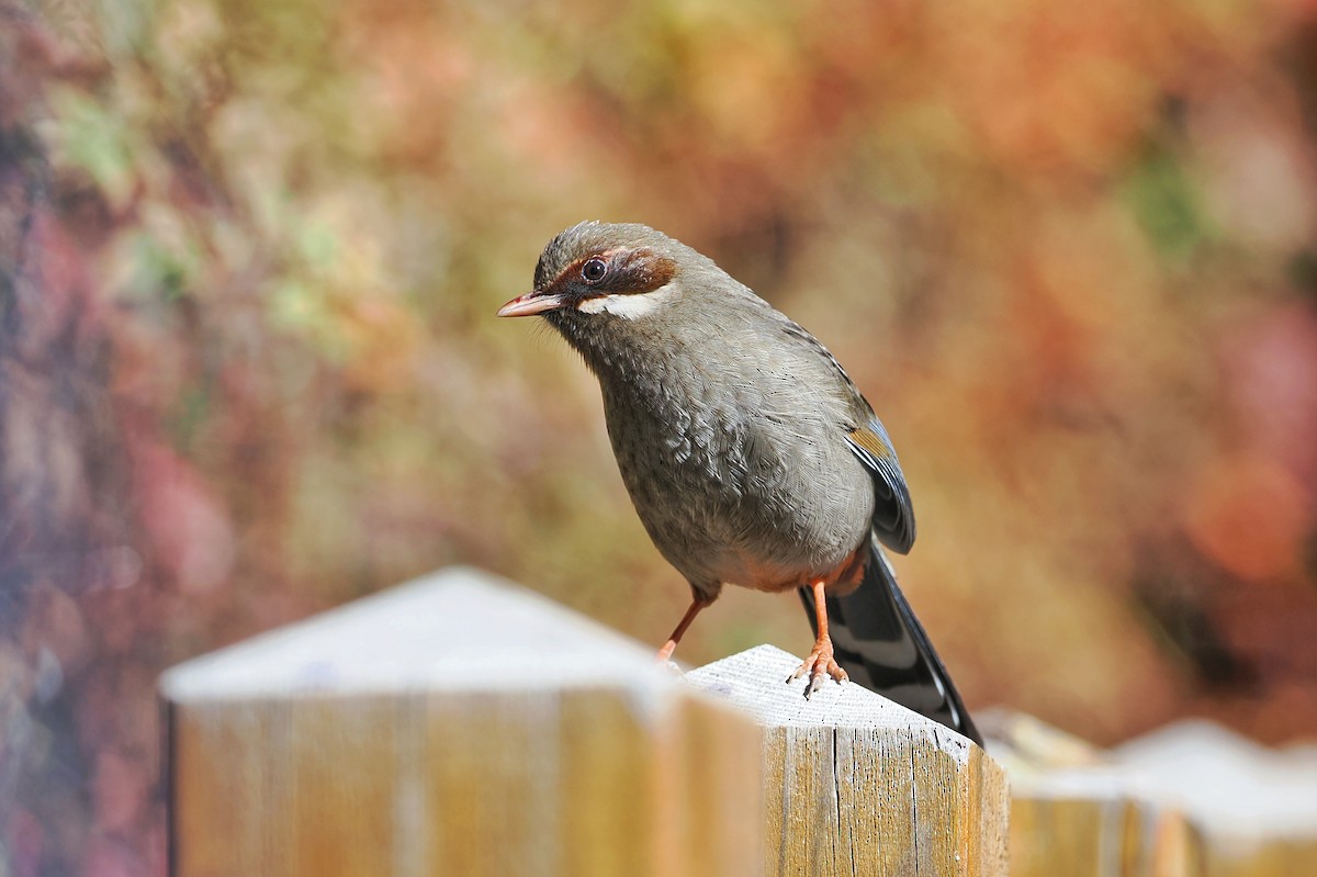 Prince Henry's Laughingthrush - Leijun Zhuang