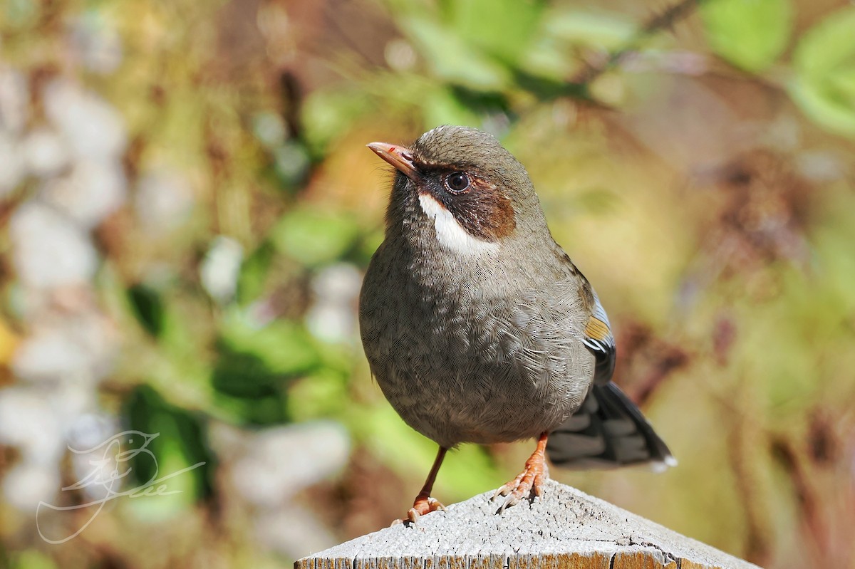 Prince Henry's Laughingthrush - ML612332640