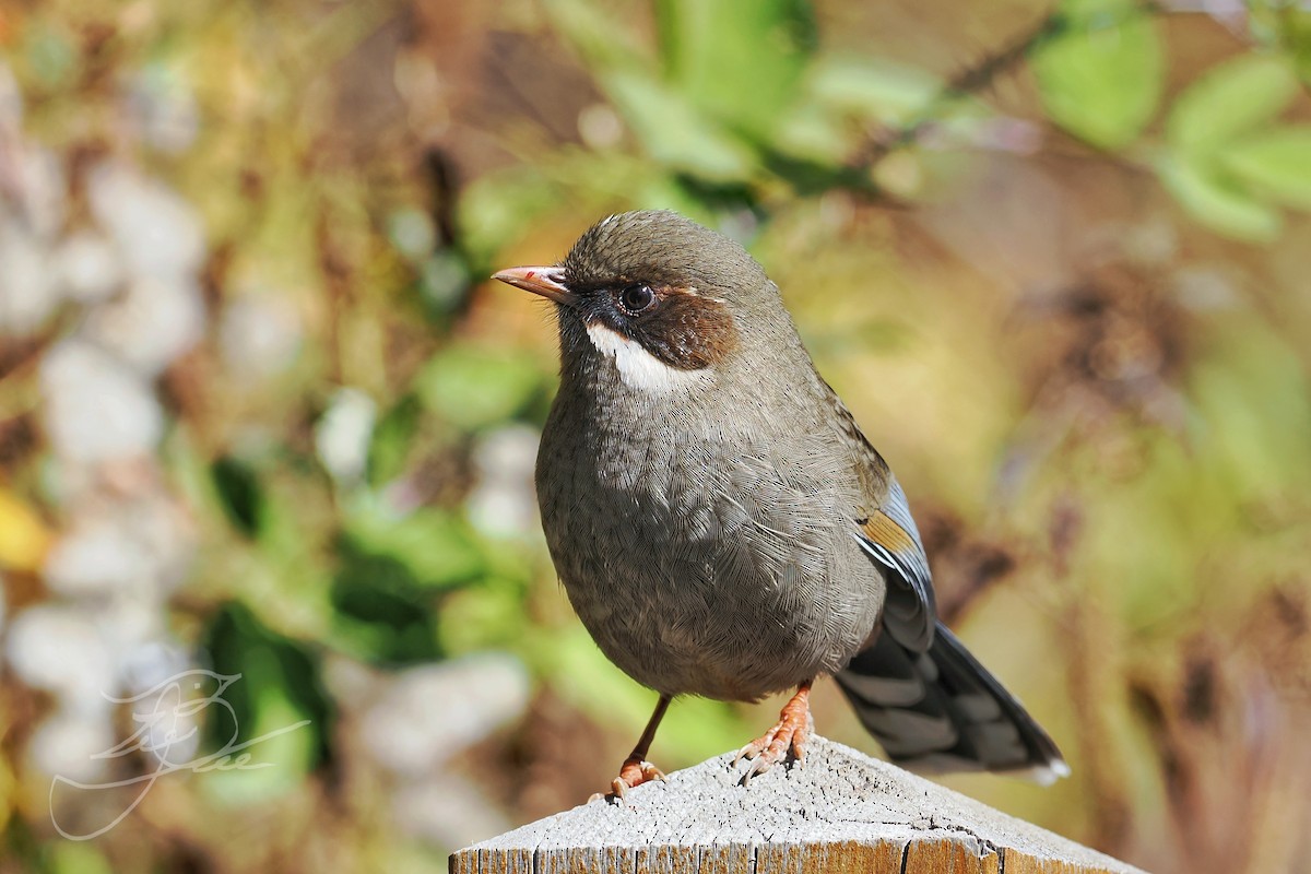 Prince Henry's Laughingthrush - ML612332642