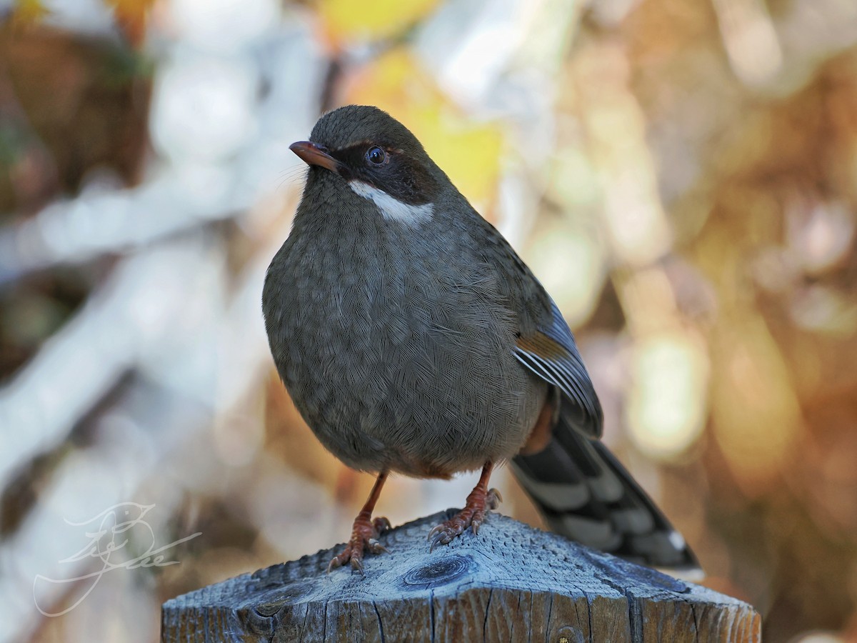 Prince Henry's Laughingthrush - Leijun Zhuang