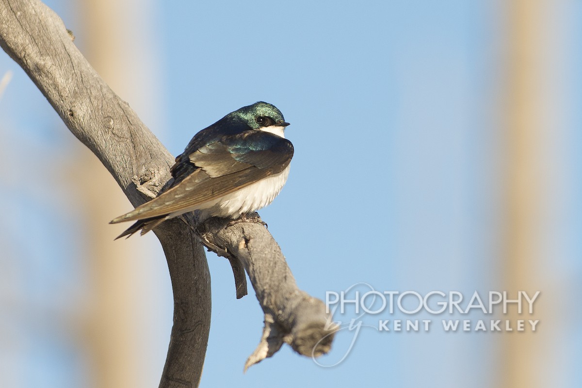 Tree Swallow - ML612332691