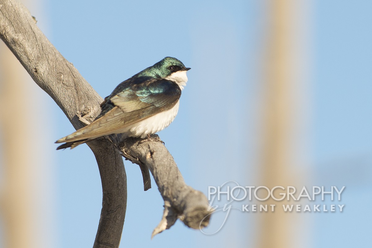 Tree Swallow - ML612332692