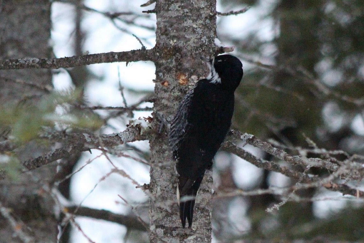 Black-backed Woodpecker - ML612332698