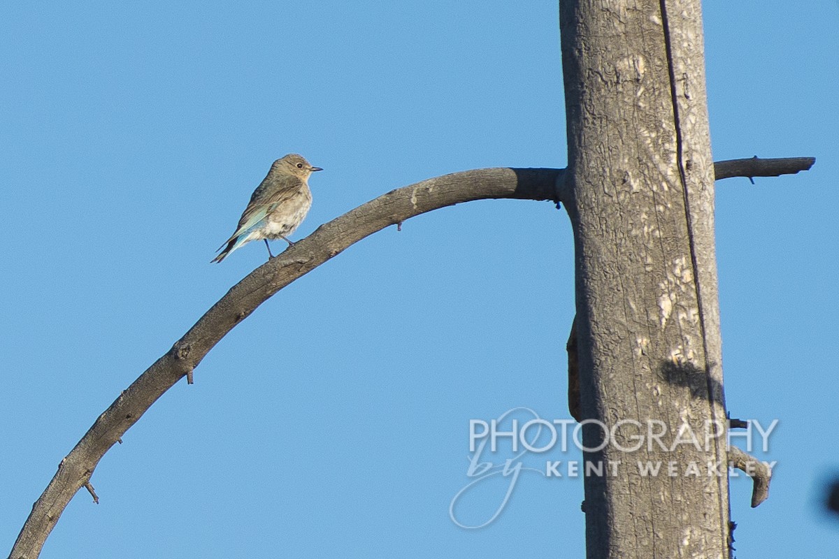 Mountain Bluebird - ML612332702