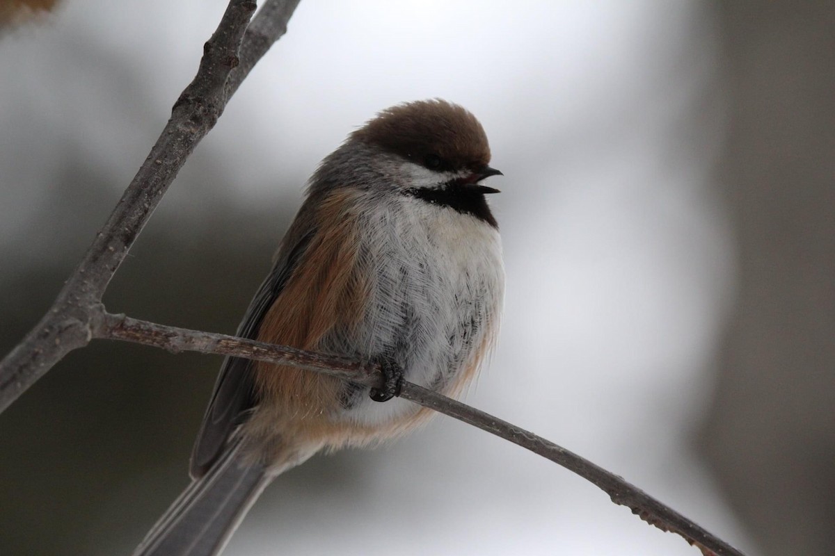 Boreal Chickadee - ML612332704