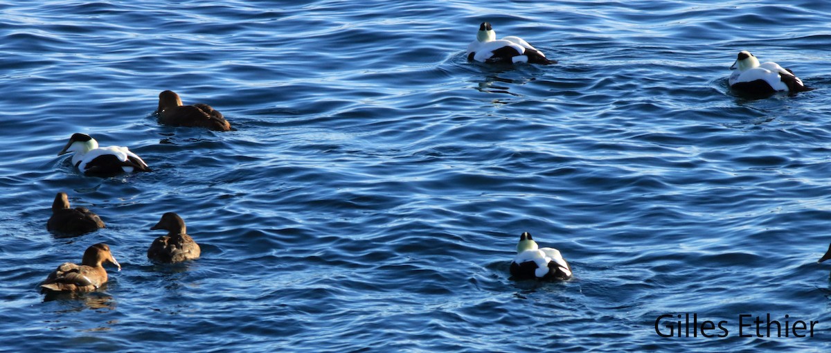 Common Eider - Gilles Ethier