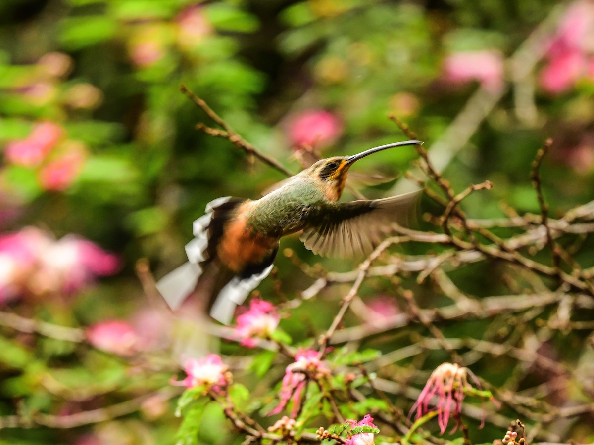 Planalto Hermit - ML612332720