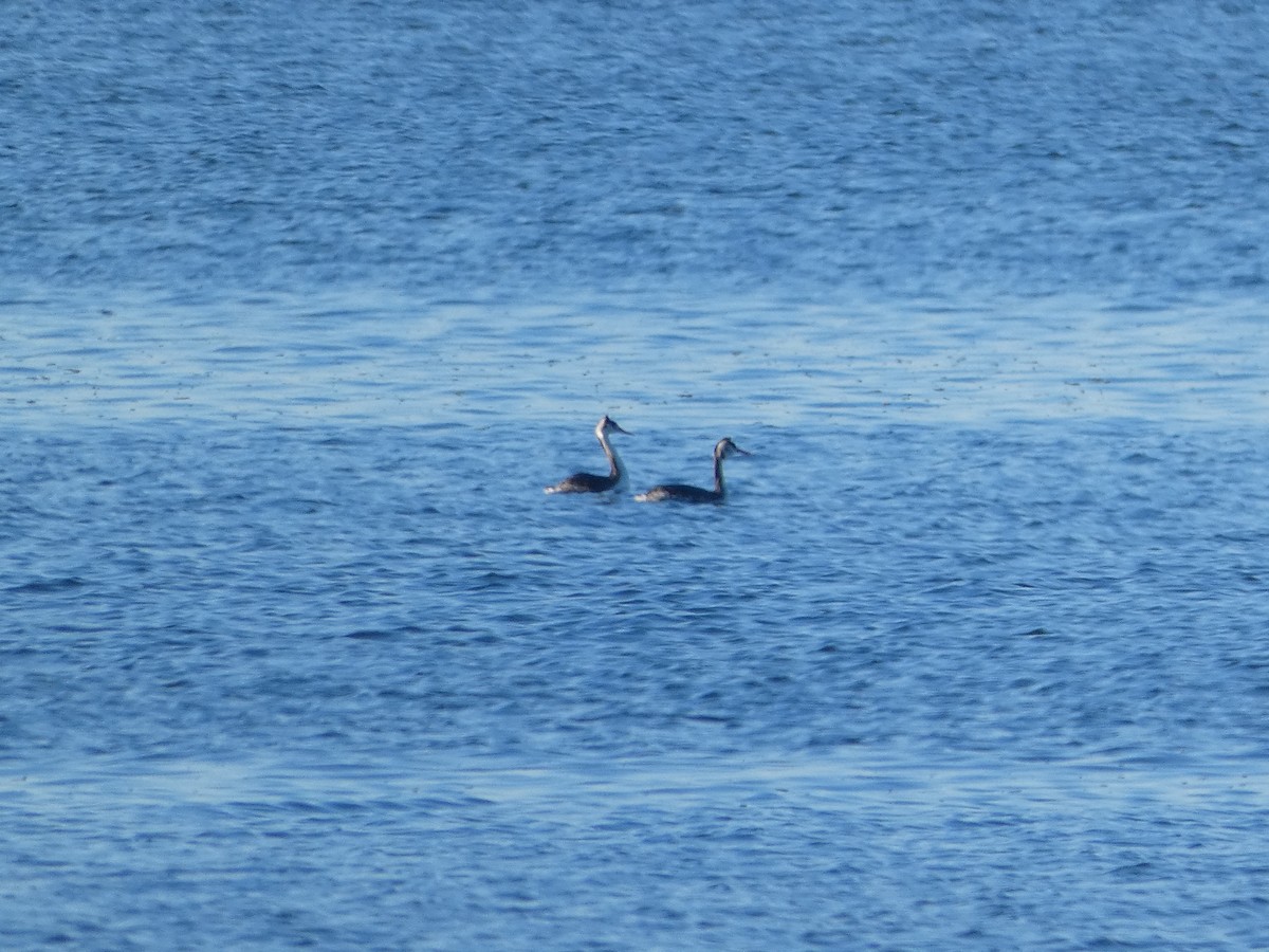 Great Crested Grebe - ML612332722