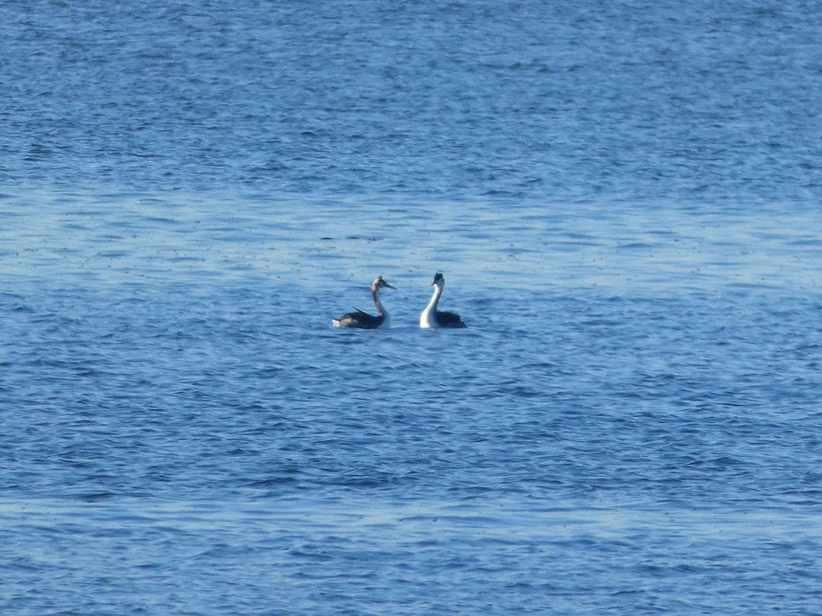 Great Crested Grebe - ML612332723